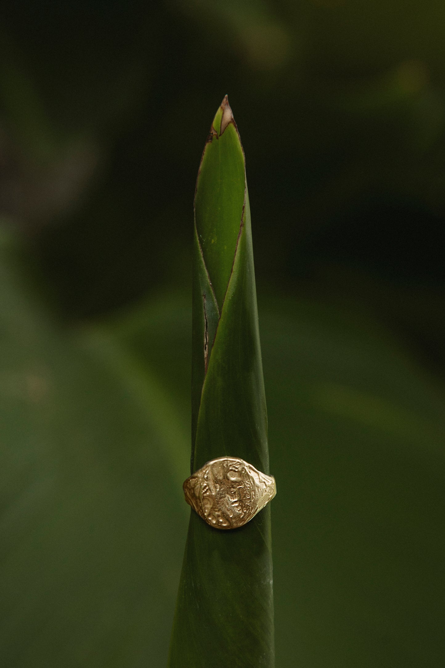 Signet #2